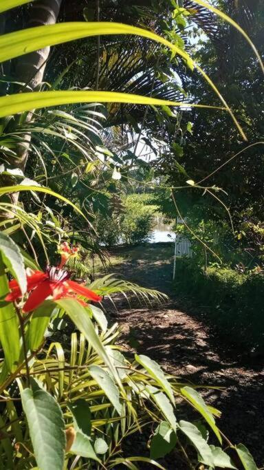 Casa Flor De Annia ~ Cozy 2 Bdrm On The River Sierpe ~ Walkable To Town Villa Exterior foto